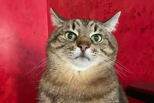 Знаменитому в интернете украинскому коту Степану вручили престижную премию Знаменитому в интернете украинскому коту Степану вручили престижную премию