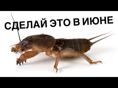 Нажми и смотри