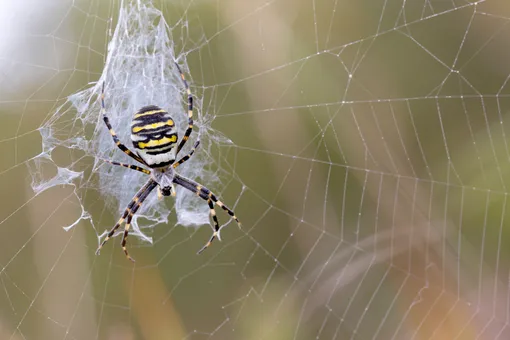 Аргиопа Брюнниха