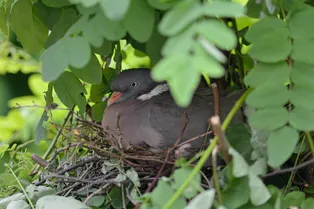 Голубь подружился с кроличьей семьей и стал вторым отцом новорожденным малышам