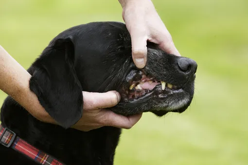 Как понять, что у собаки проблемы с зубами: 4 важных признака