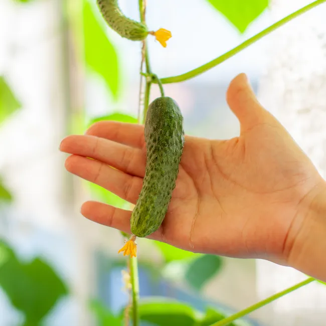 Как растить огурцы на подоконнике круглый год: советы эксперта — от семян до урожая