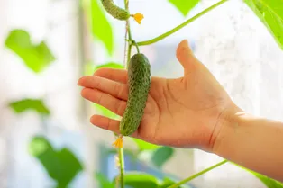 Как растить огурцы на подоконнике круглый год: советы эксперта — от семян до урожая