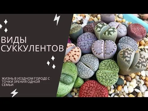 Нажми и смотри