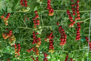 5 самых удивительных гибридов и сортов овощей, которые можно посадить на даче