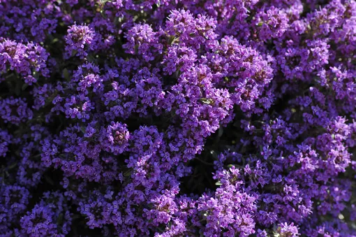 7 цветущих растений, обожающих песчаную почву