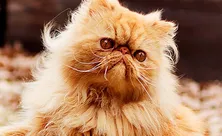 Рэгдолл, бирма и ещё 13 пород самых послушных кошек