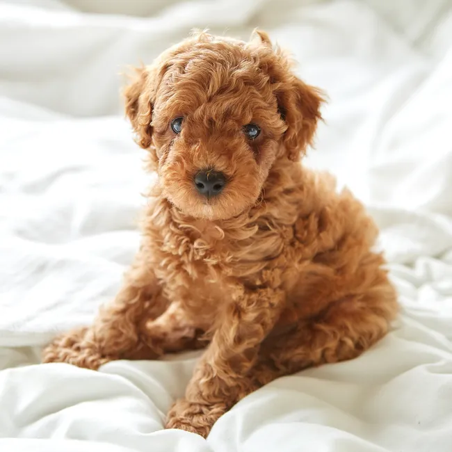 Что за зверь — тикап? Факты о самых маленьких пуделях на планете