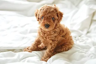 Что за зверь — тикап? Факты о самых маленьких пуделях на планете Что за зверь — тикап? Факты о самых маленьких пуделях на планете