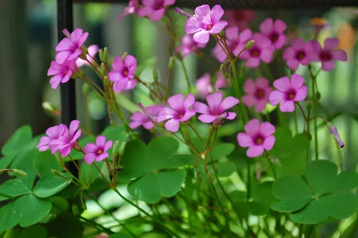 кислица кислица