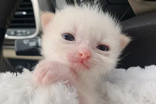 Недоношенный котенок весил всего 50 граммов. Но его хозяева не хотели сдаваться