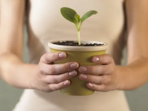 Частые перемещения растений Частые перемещения растений