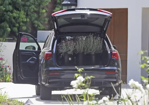 Нужны колышки и полотенца: что делать с комнатными растениями при переезде