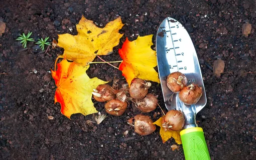 Когда лучше всего сажать весеннецветущие луковичные цветы Когда лучше всего сажать весеннецветущие луковичные цветы
