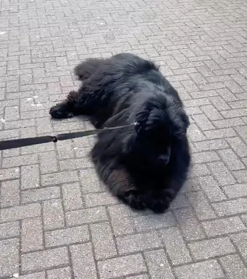 собака не хочет вставать собака не хочет вставать