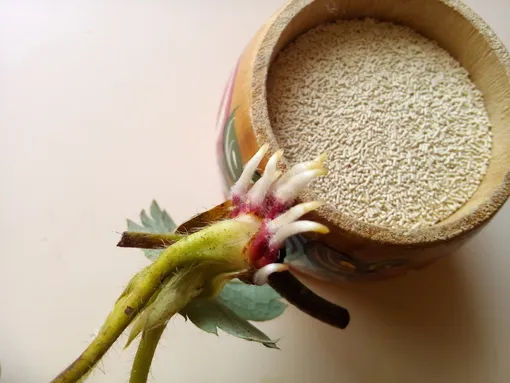 Дрожжевой раствор