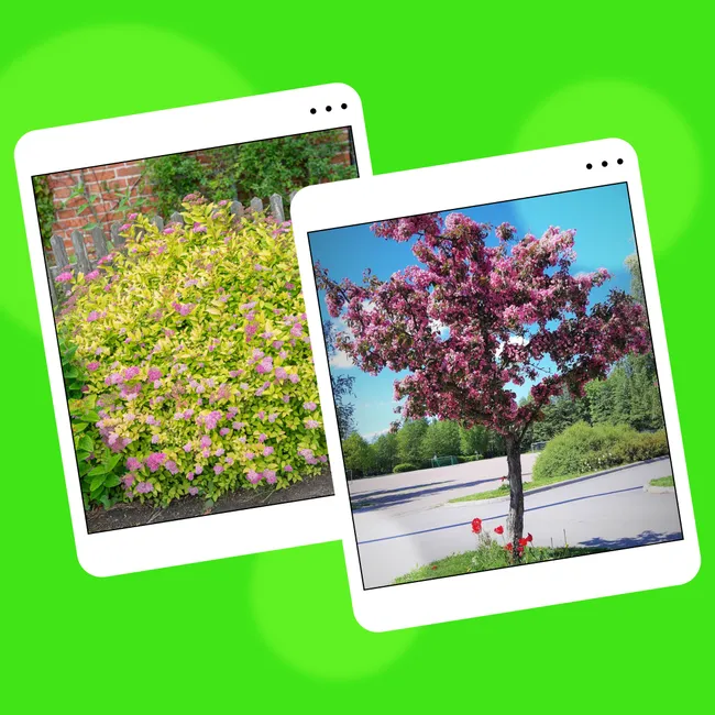 Красивы и неприхотливы: 12 любимых растений ландшафтного дизайнера