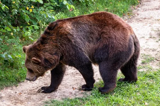 В Монровию часто захаживают медведи и другие дикие звери В Монровию часто захаживают медведи и другие дикие звери