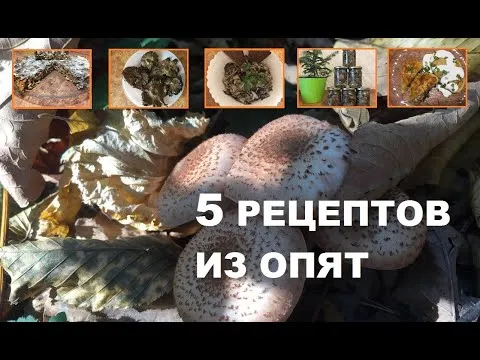 Нажми и смотри