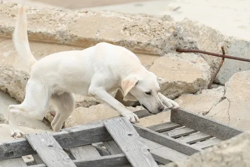 Сеет лес, ищет людей под завалами, спасла хозяина от инсульта: эти 3 собаки точно покорят ваши сердца
