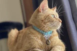 Коту-клептоману, «обчистившему» целый район, придумали слишком мягкое наказание