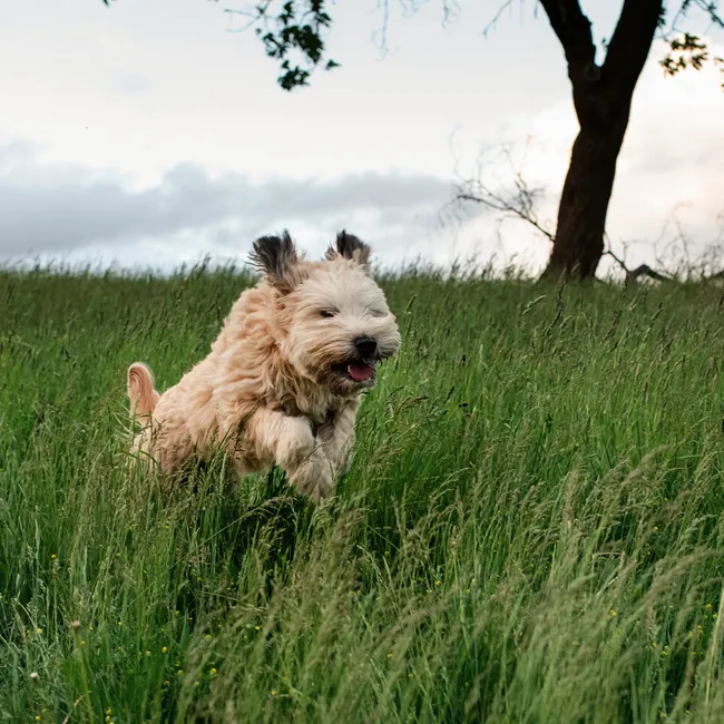 Храбрый охотник с весёлым нравом: всё, что нужно знать о собаке породы керн-терьер