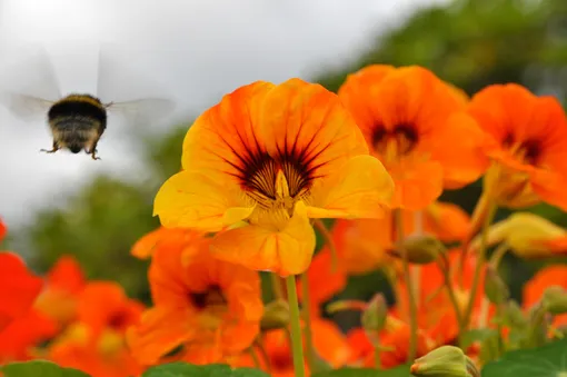 Настурция Настурция