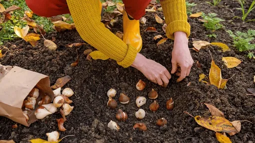 Когда и как сажать луковичные цветы осенью