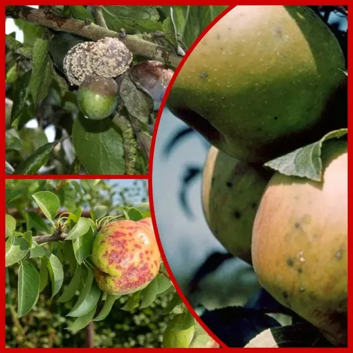 Почему август является ключевым месяцем в борьбе с плодовой гнилью Почему август является ключевым месяцем в борьбе с плодовой гнилью