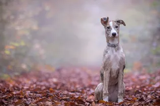 «Друг человека»: пес притворялся хромым, чтобы хозяину не было одиноко