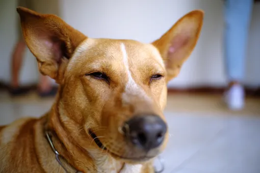 Почему собаки выглядят так по-разному: от крошечных до гигантов фото