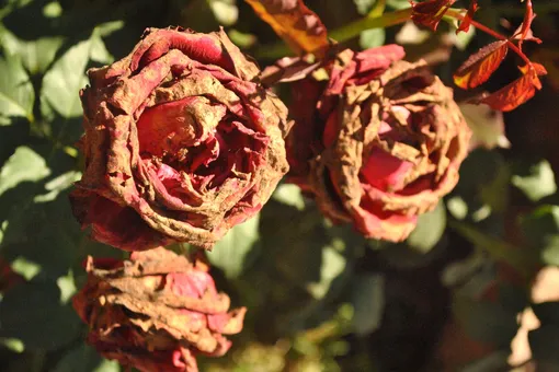 Розы в саду болеют? Домашнее опрыскивание сделает листья снова зелёными, а куст начнёт цвести