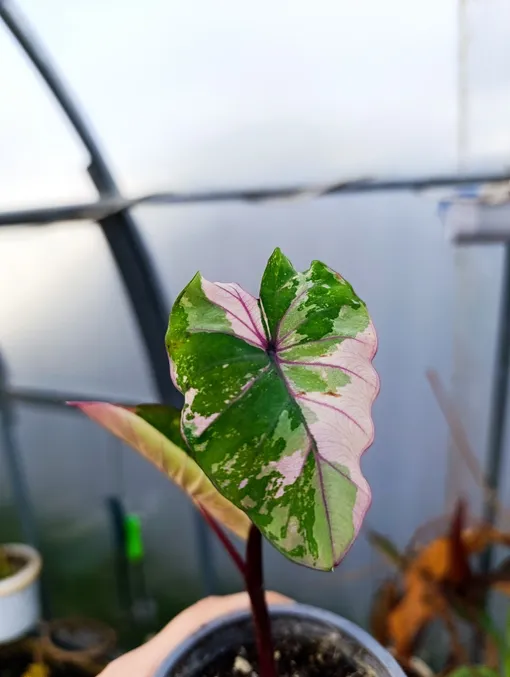 Колоказия Pink sapphire