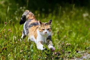 Как высоко может прыгнуть кошка?