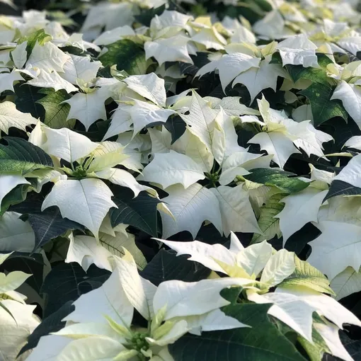 пуансеттия белая аляска