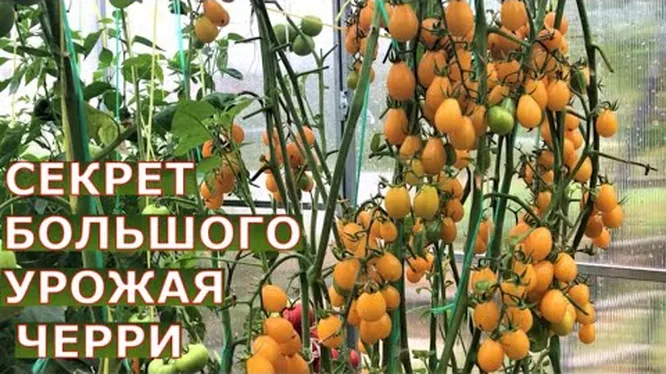 Нажми и смотри