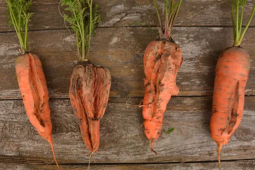 Почему корнеплоды моркови трескаются? Вот причины