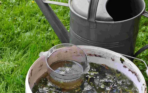 Как приготовить удобрение для большого и здорового урожая огурцов в августе Как приготовить удобрение для большого и здорового урожая огурцов в августе