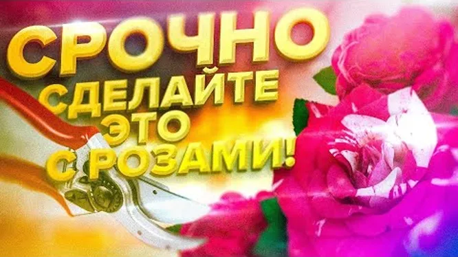 Нажми и смотри