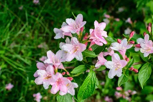 Любят тень и прохладу: декоративные кустарники, которым не нужно солнце Любят тень и прохладу: декоративные кустарники, которым не нужно солнце