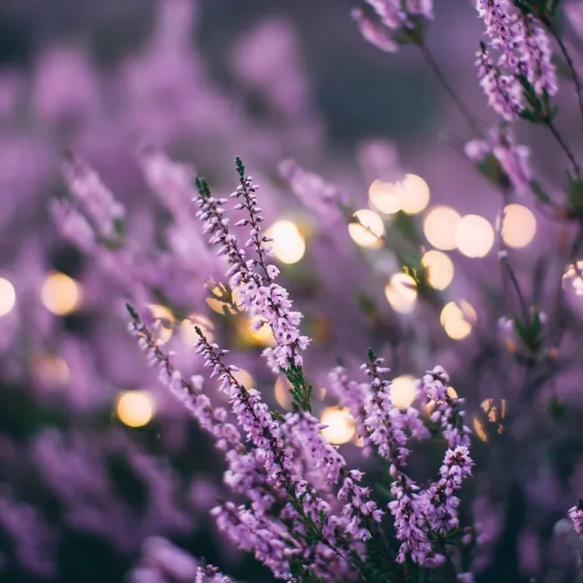Аромат — изумительный: какими растениями можно заменить лаванду в саду