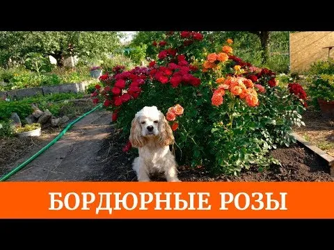 Нажми и смотри