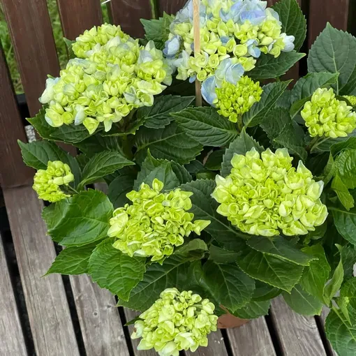 Куст на зиму нужно обрезать и перенести на застекленную лоджию. Куст на зиму нужно обрезать и перенести на застекленную лоджию.