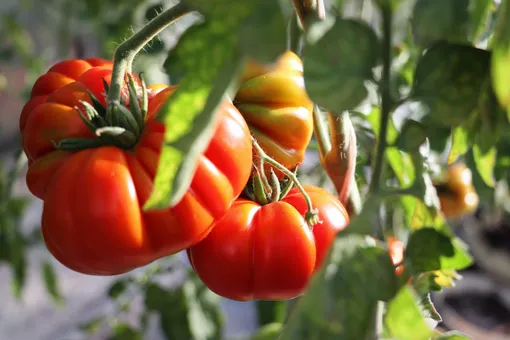 Помидоры зреют на кусте