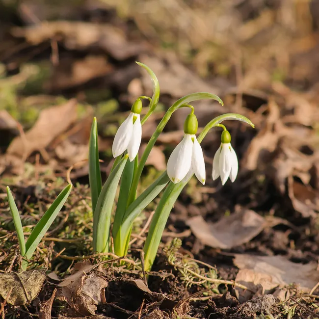 Лунный календарь дачных работ на март 2026. Что нужно сделать уже сейчас?