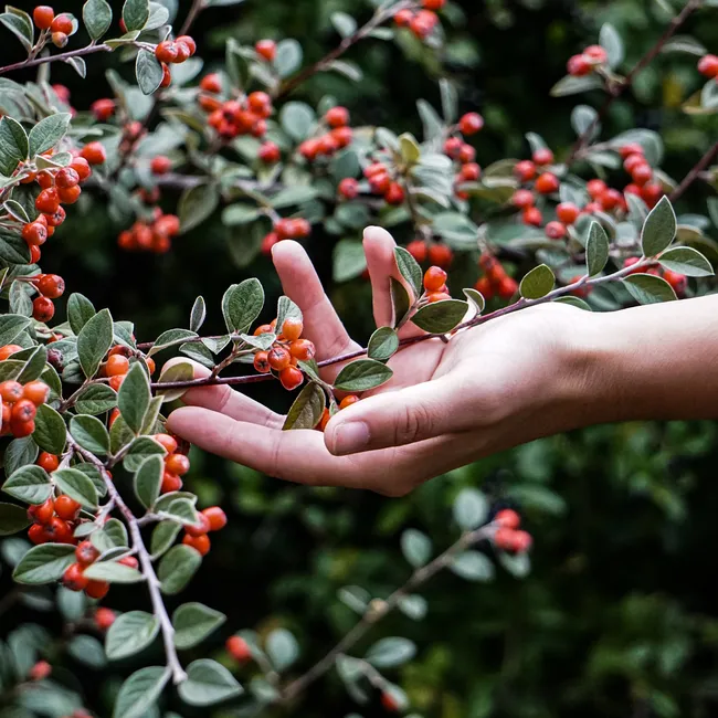 Кизильник — рок-звезда из мира садовых растений
