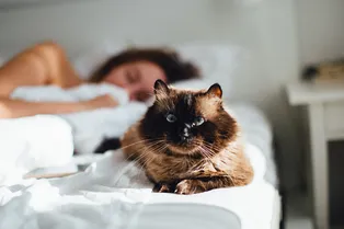 Почему кошка ложится на человека: причины и приметы