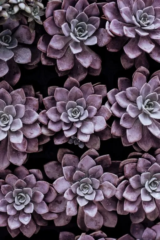 Хотя огнестойки растения не требуют обильного полива, вода поможет задержать распространение пламени, поэтому не стоит забывать их поить