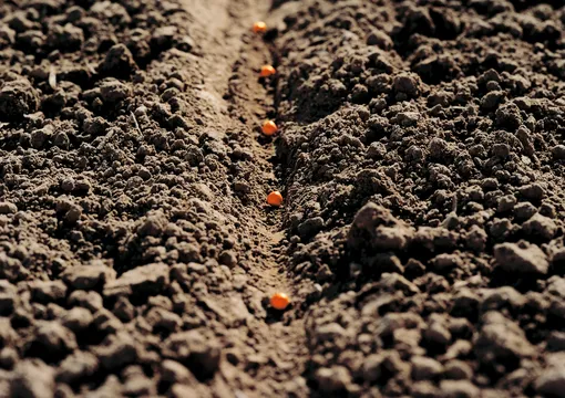 Зачем использовать дражированные семена Зачем использовать дражированные семена