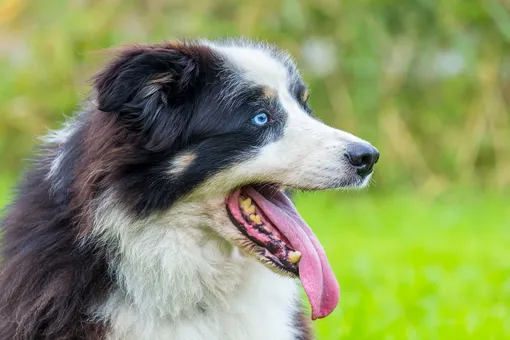 Как понять, что у собаки проблемы с зубами: 4 важных признака